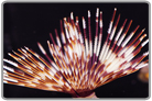 Assorted Feather Duster